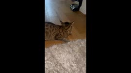 Cat’s asthma attack sparks viral PSA—Luna’s TikTok clip reaches 2.3 million views