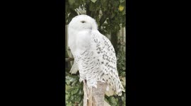 The beautiful snow owl enjoying the early morning sunshine & breezy!