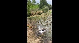 Woman falls into a paddy field after rope snaps in Guizhou, China