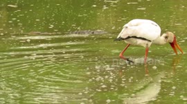 Smart crocodile uses stork to find fish and swoop in at last minute