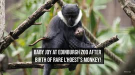 Baby joy at Edinburgh Zoo after birth of rare L'Hoest's monkey!