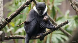 UNCAPTIONED: Baby joy at Edinburgh Zoo after birth of rare L'Hoest's monkey!