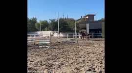 Horse Falls Dramatically Off Obstacle