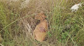 Heroic Rescue: Man Saves Calf from Vicious Dog Pack Attack in Bihar
