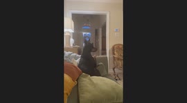 Grandma Gently Directs Doberman Off Couch