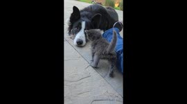 Pup's Pure Joy At New Kitten Friend
