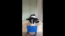 Border Collie Plays Connect Four