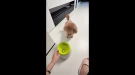 Poodle startled by automatic ball thrower in Guangdong, China