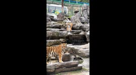 Tiger gets its tooth stuck in a water pipe at a wildlife park in Henan, China