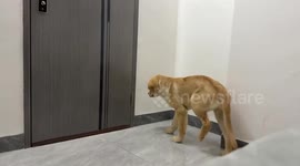 Golden retriever puppy carefully catches a mosquito in Guangdong, China