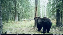 Grizzly at the Old Rub Tree