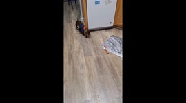 Dachshund chases own toy in viral clip—Yeet’s kitchen dash earns 16.2 million Instagram views