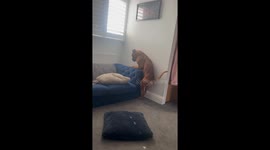 Boxer Dog Determined to Reach Dropped Ball