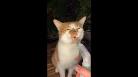 Cat Spray Bottle ASMR