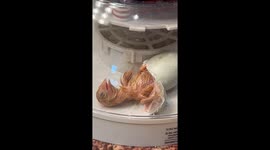 Baby Chick Emerges From Egg