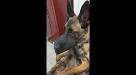 Did Someone Try to Eat a Bee?