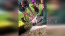 US: Heroic Animal Control Officers Rescue Entangled Woodstork From Hack Lake