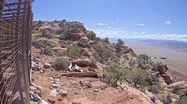 US: Oregon Zoo Reared Condors Soar Over Vermilion Cliffs