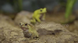 Austria: Bright Yellow Toads Dazzle During Explosive Mating Season At Vienna Zoo Study