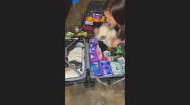 Take me with you! Cat squeezes itself into owner's luggage