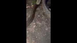 Shocked motorcycle rider finds king cobra snake coiled in the engine