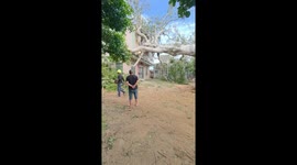 Fallen tree crashes onto home as workers cut and remove it in China