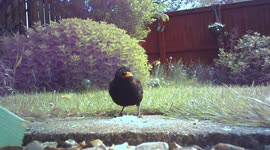 Blackbird, Wild Bird, Animal, Antics, Wildlife, British,