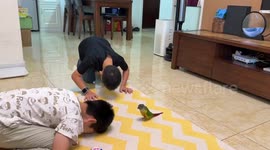 Parrot copies two little boys bowing heads