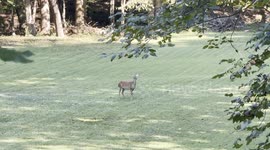 Young deer stands alert as she prepares to dine in the backyard of an upscale home