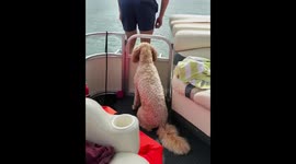Dog adorably jumps into the lake to follow its owner in Michigan, USA