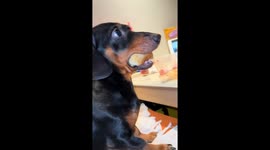 Dachshund caught sneaking food in Shanghai, China