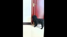 Cat and dog work together to open a door in Yunnan, China