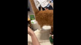 Playful domestic shorthair cat engages in a tapping game with owner in Jiangsu, China
