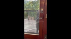 Bear Stands up and Tries to Open Cabin Door