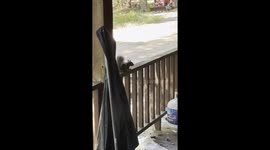 Juvenile Squirrel on the porch up to some pretty “Squirrelly” things today.