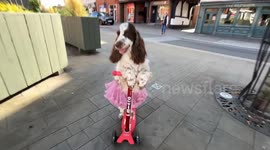 Bonnie Glides Through Town on Her Scooter