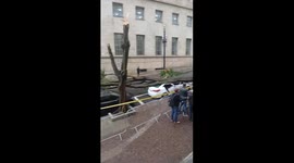 Multiple Cars Crushed by Trees in Downtown Sao Paulo