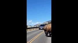 Bison Whisperer