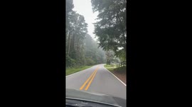 Power Lines Covered in Spider Webs