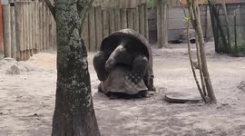 one of the loudest animals at the Zoo