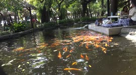 Little Joys: A Toddler's Peaceful Moment Feeding colorful Koi fish at Paboon Cafe, Pattaya