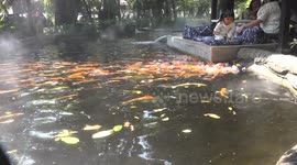 Little Joys: A Toddler's Peaceful Moment Feeding colorful Koi fish at Paboon Cafe, Pattaya