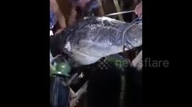 Residents find and catch a giant crocodile while searching for a missing person in Indonesia