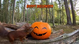 Halloween 2025 with a Red Squirrel in Scotland with a pumpkin.