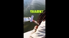 Fishermen have close call with shark as they reel in huge catch