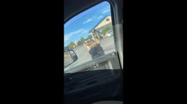 Friendly Donkey