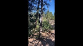 Heeler Climbs a Tree for a Branch