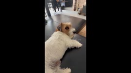 Terrier leaps into pool on cue—Boss’s “three” countdown game delights 356k Instagram viewers