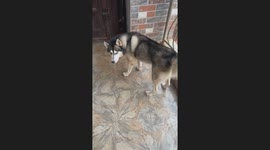 Nonchalant Husky Refuses to Fall for Treat Trick