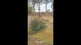 Peacock Stares at a Chicken